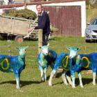 Silver Peaks Lodge farmer Gandhi Lucas takes his sheep through line-out practice yesterday. Photo...