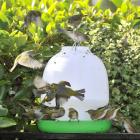 Silvereyes swarm round a bird feeder in North Dunedin this week. Photo by Gerard O'Brien.