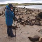 Simon Childerhouse records sea lion pups in the Auckland Islands. Photo by Dr Derek Hamer.