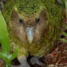 Sirocco, the kakapo, who will be at the Orokonui Ecosanctury from September 3 to 26. Photo by DOC.