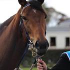 Sisterhood, a horse in which Roy Colbert owns a tiny share.  Photo supplied.