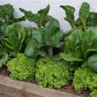 Small is productive: Silverbeet (rear), Chinese cabbage and lettuces (foreground) are all easy to...