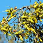 Sophora molloyii 'Dragon's Gold' is a great kowhai for a small garden. Photo by Peter McIntosh.