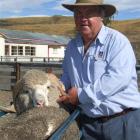 South African merino breeder Andries Pienaar inspects sheep at Glenmore Station, near Lake Tekapo...