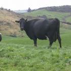 South Otago Dairy Cows. Photo by ODT.