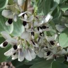 Sow broad beans now and plants will stand over the winter.  Most broad bean varieties have black...