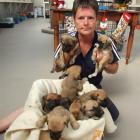 SPCA inspector Helen Saunders, of Alexandra, with a litter of nine puppies found dumped  beside...