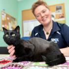 SPCA Otago animal attendant Maartje Hyink holds cat Moana at the Otago SPCA yesterday. Photo by...