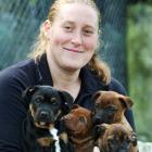 SPCA Otago animal attendant Rachel Van Grunsven holds  Napoleon, Nero, Nikita and Noah, four of ...