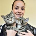 SPCA Otago animal manager Grace Hepburn (21) holds  two of the tabbies  on offer in the Tabby-A...