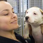 SPCA Otago animal manager Grace Hepburn holds one of the many unwanted animals dropped off at the...