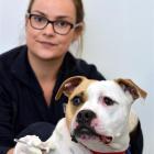 SPCA Otago animal manager Grace Hepburn prepares to microchip American Staffordshire cross Neisha...