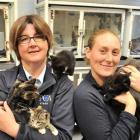 SPCA Otago executive officer Sophie McSkimming and animal attendant Rachel Van Grunsven in the...