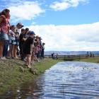 Spectators watch the rubber duck race at the Maniototo Irrigation Company's gala day at...