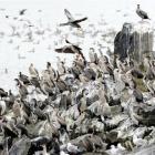 Spotted shags and a few red-billed gulls roost in the Andersons Bay inlet this month. Photo by...