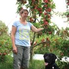 Springvale Orchard owner Maree Denniston and dog Kodi among organic royal gala apple trees...