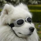 Sprocket (8), of Dunedin, models the latest look for dogs this summer - doggy designer sunglasses...