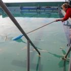 St Clair Salt Water Pool supervisor Gaye Brooks fishes seaweed and kelp out of the pool yesterday...
