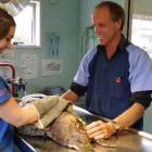 St Kilda Veterinary Centre vet Tony Malthus and vet nurse Rebecca Clere operate on a yellow-eyed...