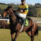 Star Son, who won the Winter Cup Trial at Ashburton yesterday. Photo by Tayler Strong.