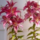 Stargazer lilies in all their glory.  Photo supplied.