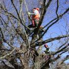 Stephen Holden (left) and Godfrey Fitzpatrick work on one of the World War One memorial oaks at...