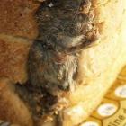 Stephen Forse was sickened when he found a dead mouse in his loaf of bread while making...