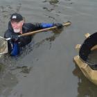 Steve Bennett nets smolt at the Sawyers Bay Hatchery on Saturday. Photo by Gerard O'Brien.