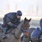 Stewart Moir riding Bellonet in work at Wingatui yesterday. Photo by Tayler Strong.