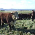 Stoneburn Hereford breeder Andy Denham with some of his Hereford bulls that will be offered for...