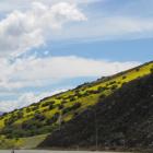 A hill near Cromwell turns yellow.