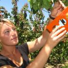 Summerfruit Orchards apricot harvest production manager Whitney Affleck uses her sizing card to...