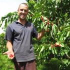 Summerfruit Orchards orchard manager Tim Hope with Sonnet cherries almost ready for picking....