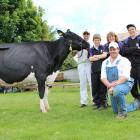 Supreme champions . . . Kailey Goldwyn Pom Pom, of Kailey Dairies in oamaru laps up the attention...
