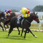 Sureasyouwereborn and Robert Hannam are on a giant-killing mission in tomorrow’s Wellington Cup...