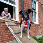 Susan Madden-Grey and fox terrier Poppy inspect  the back yard at Holy Cross conference centre in...