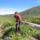 Susan Stevens prepares a site for the native planting on the Gibbston River Trail last week....