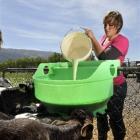 Taieri dairy farmer Anna Edgecombe feeds milk to calves yesterday. Photo by Gerard O'Brien.