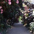 Tall rhododendrons frame a path in Dunedin Botanic Garden. Photo by Gillian Vine.