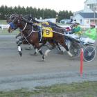 Temudgin wins at Oamaru at his last start. He warrants respect in  the Kurow Cup tomorrow. Photo...