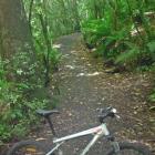 The 1km Jubilee Park track winds through native trees in Belleknowes.
