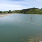 The $750,000 irrigation buffer pond on Ferry Rd. Photo by Andrew Ashton.