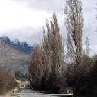 The ageing row of poplars on Lower Shotover Rd. Photo by Tracey Roxburgh.