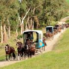 The Alan Nichol Memorial heavy wagon trail heads through Rosedale farm at Weston yesterday, on...