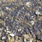 The algae found in the Shag and Waianakarua rivers.