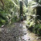 The Barn Bay track sometimes follows riverbeds, some dry, some wet. Photo by Marjorie Cook.