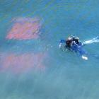 A diver inspects a car which rolled into Lake Kirkpatrick on Thursday night.The car is winched...