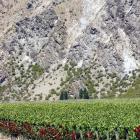 The Central Otago wine industry is through the worst of the industry correction, some observers...