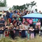 The crowd watches the children's entertainment in the birdcage between races at Cromwell yesterday.