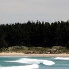 The DCC will talk with the community board about the pines at Waikouaiti Beach. Photo by Craig...